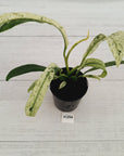 Epipremnum giganteum variegata