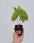 Alocasia 'Morocco' Variegata