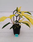 Philodendron pedatum 'Florida Beauty'