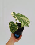 Monstera deliciosa Thai Constellation Sports