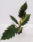 Philodendron serratum Caramel Marble