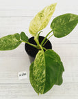 Philodendron giganteum Blizzard - SALE