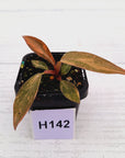 Philodendron 'Orange Princess'