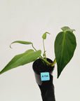 Monstera 'Burle Marx's Flame' - sale