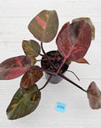 Philodendron 'Orange Princess'