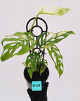 Monstera adansonii Variegata