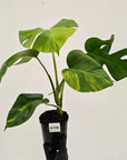 Monstera borsigiana Aurea