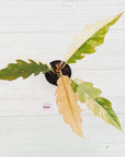 Philodendron serratum 'Caramel Marble'