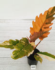 Philodendron serratum Caramel Marble