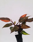 Philodendron 'Orange Princess' - FLASH SALE