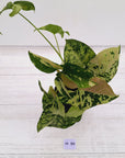 Syngonium podophyllum Confetti Tricolour
