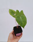 Alocasia 'Morocco' Variegata