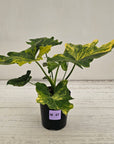 Philodendron bipinnatifidum variegata - SALE
