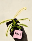 Epipremnum amplissimum variegata 'Albo'