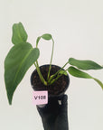 Monstera 'Burle Marx's Flame'