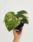 Monstera deliciosa Thai Constellation Sports