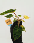 Philodendron billietiae Variegata - Bare bottom baby