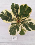 Ficus lyrata Variegata
