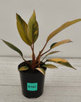 Philodendron 'Rojo Congo Variegated' 125mm - SALE