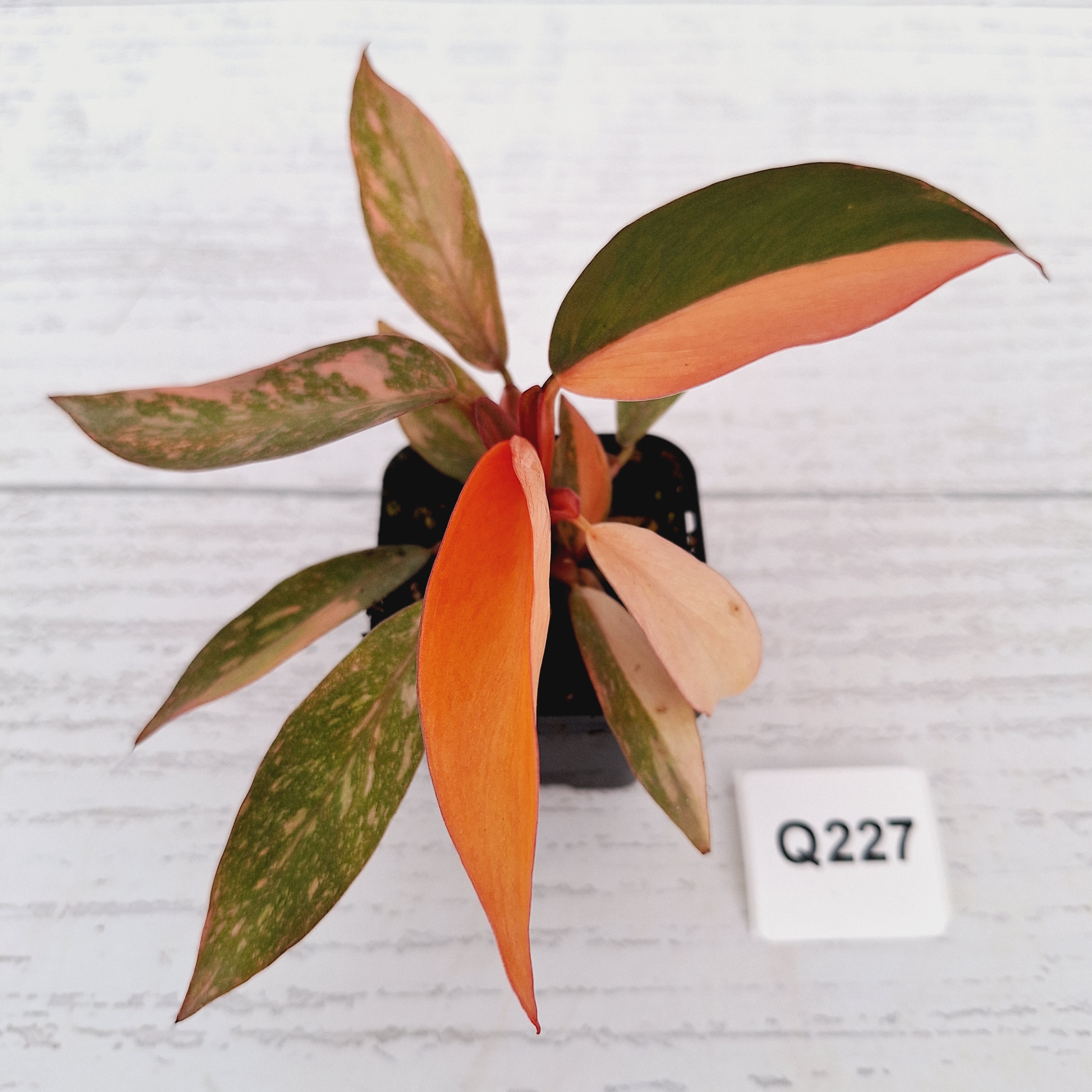 Philodendron 'Orange Princess'