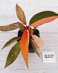 Philodendron 'Orange Princess'