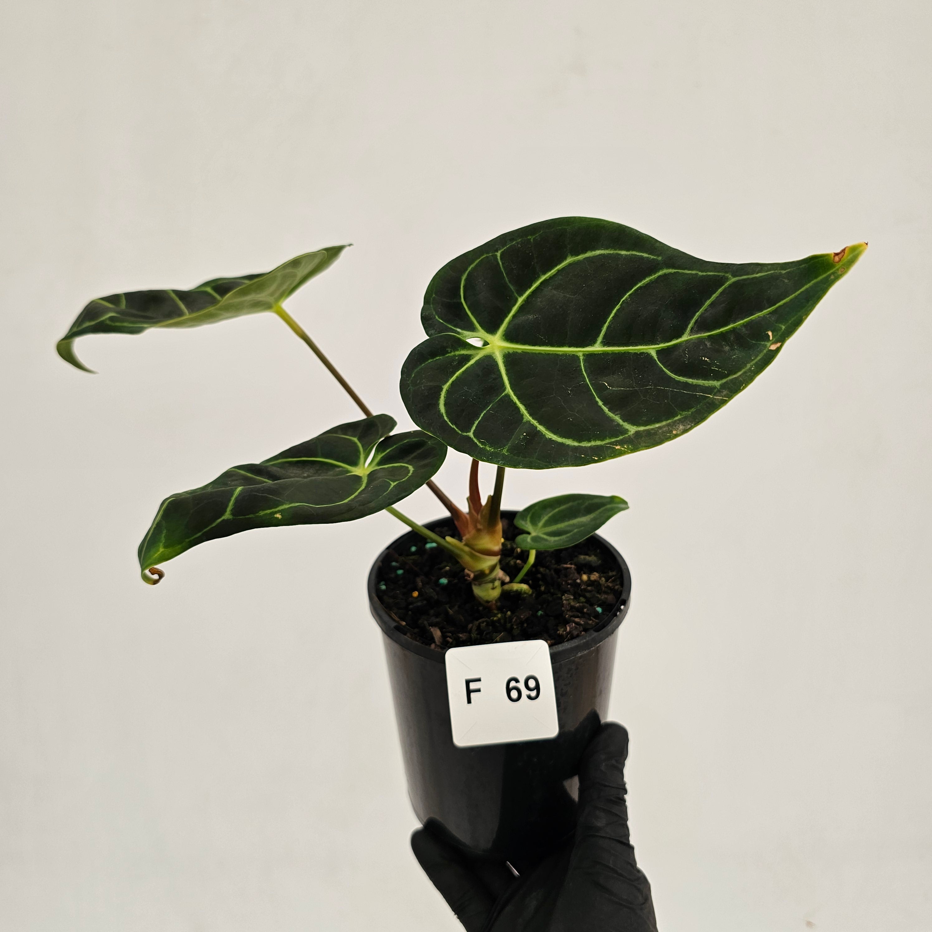 anthurium regale peru Anthurium Regale – Enliven Plants