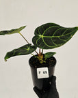 Anthurium Regale