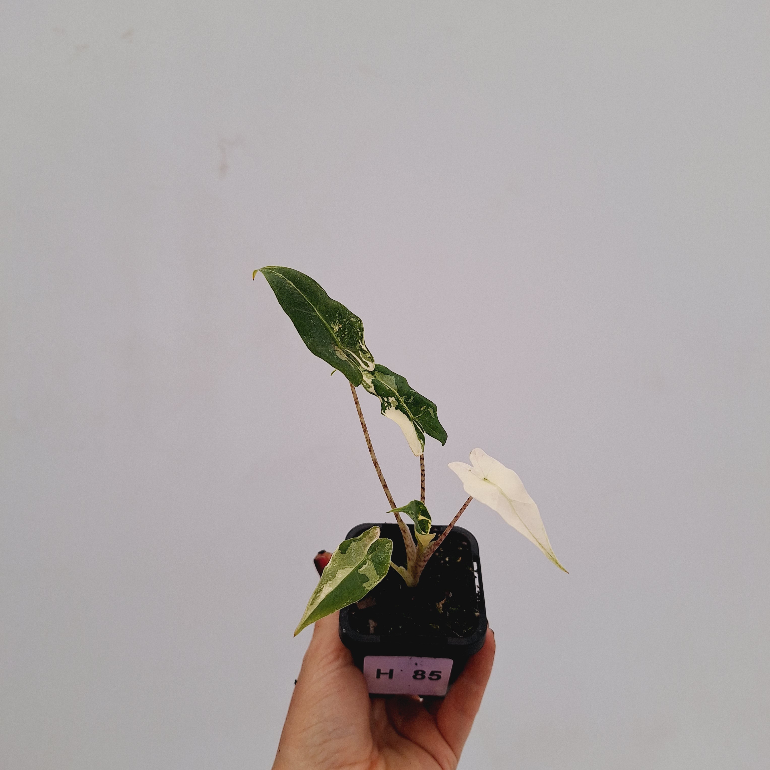 Alocasia sarian variegata