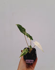 Alocasia sarian variegata