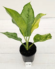 Aglaonema commutatum BJ Freeman Variegata