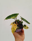 Philodendron billietiae Variegata
