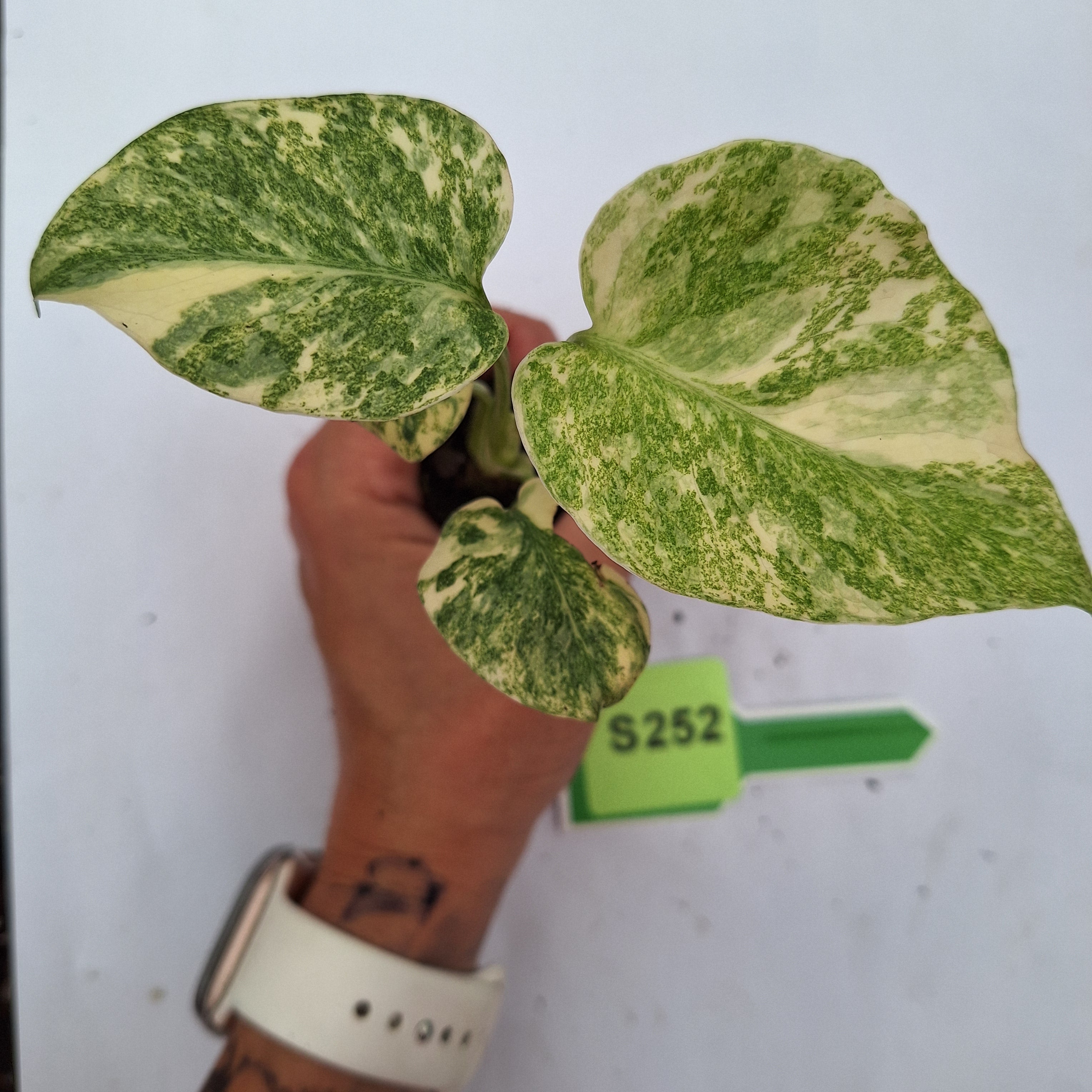 Monstera deliciosa Thai Green Snow - Bare Bottom Baby
