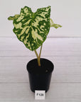 Caladium bicolour NOID