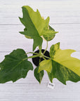 Philodendron warscewiczii Gold Variegata
