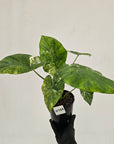 Alocasia Portora Variegata - SALE