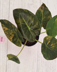 Alocasia ‘wentii’ Variegated - Sale