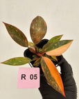 Philodendron 'Orange Princess' 70mm