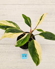 Homalomena 'Tropical Green' Variegata -sale