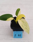 Homalomena sulcata ‘Cream Frost’ - SALE