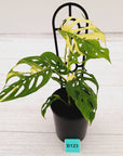 Monstera adansonii Variegata