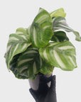 Calathea 'watercolour'