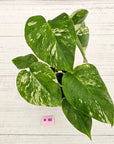 Monstera borsigiana 'Albo'