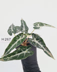 Alocasia Amazonica bambino Variegata - Bare Bottom Baby - SALE