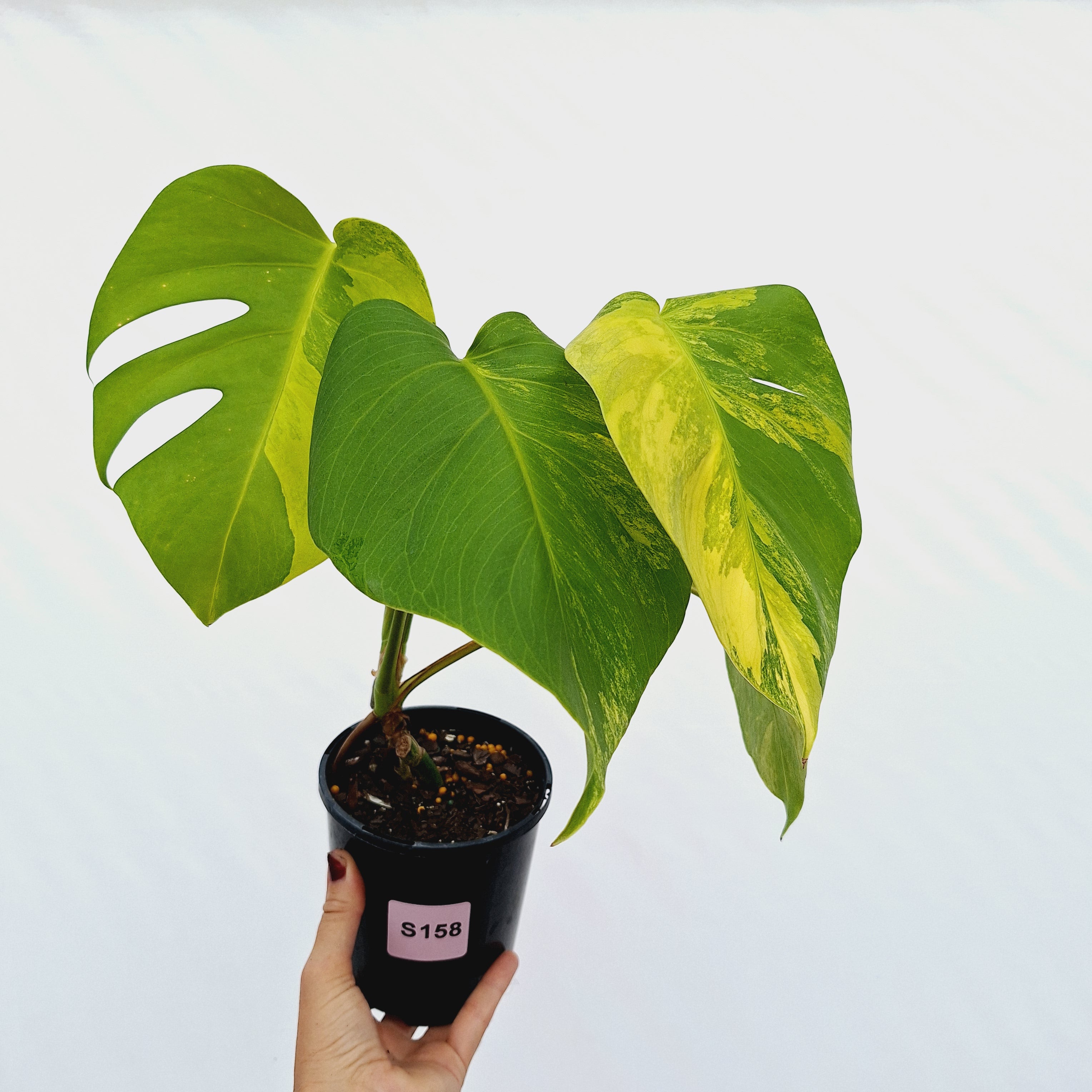Monstera borsigiana Aurea