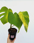 Monstera borsigiana Aurea