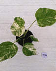 Monstera borsigiana 'Albo'