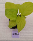 Homalomena rubescens Golden Hibiscus’ SALE