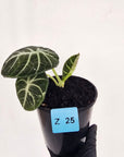 Alocasia reginula 'Ninja Variegata'
