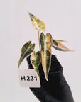 Alocasia Amazonica bambino Variegata