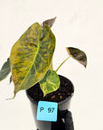 Alocasia ‘wentii’ Variegated - SALE
